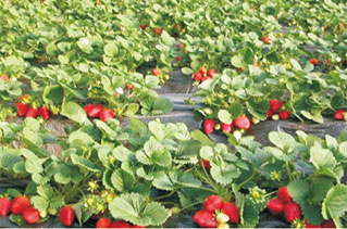 草莓用葉葉樂(yuè)後拉長果穗、膨果、美果